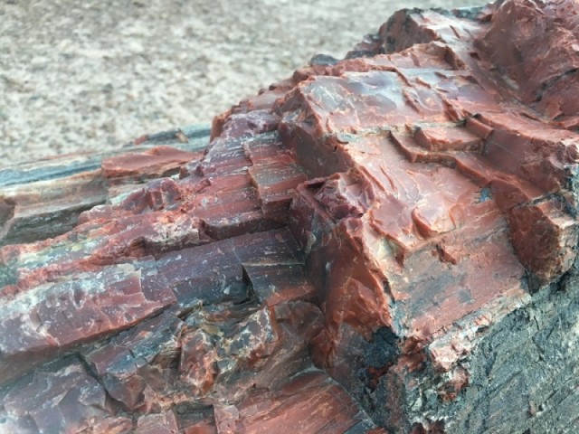 化石の木